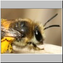 Colletes sp - Seidenbiene w02c 8mm Wallenhorst.jpg